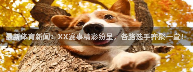 最新体育新闻：XX赛事精彩纷呈，各路选手齐聚一堂！